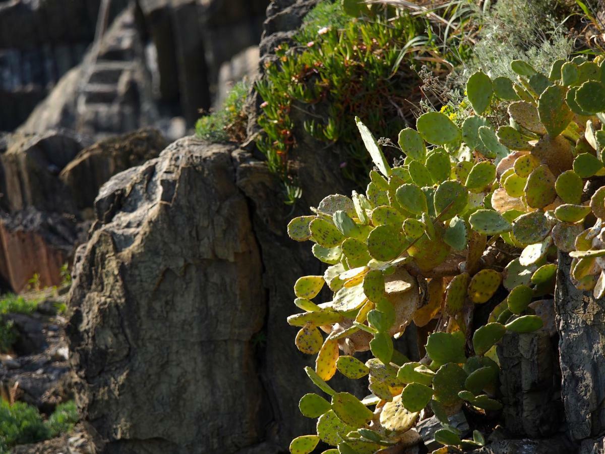 Agave Riomaggiore
