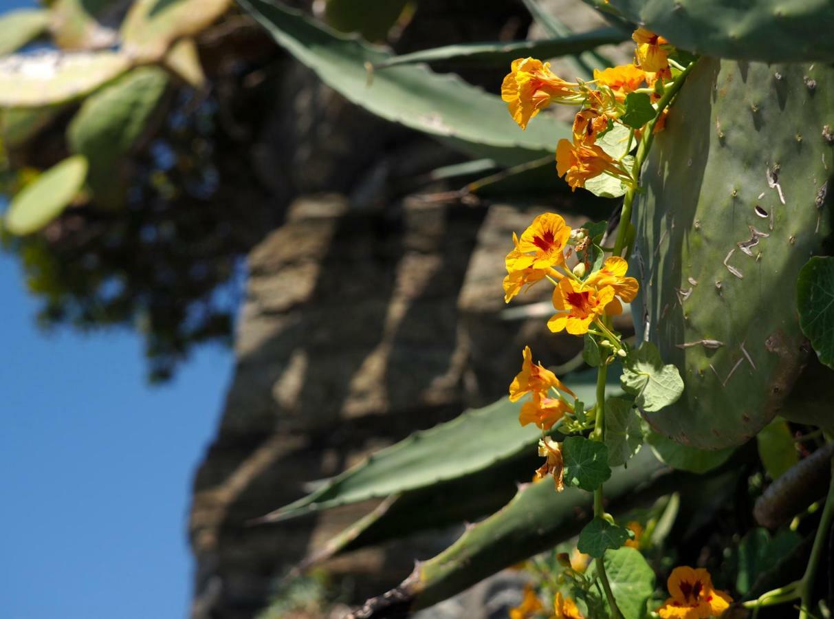 Agave Maison d'hôtes *